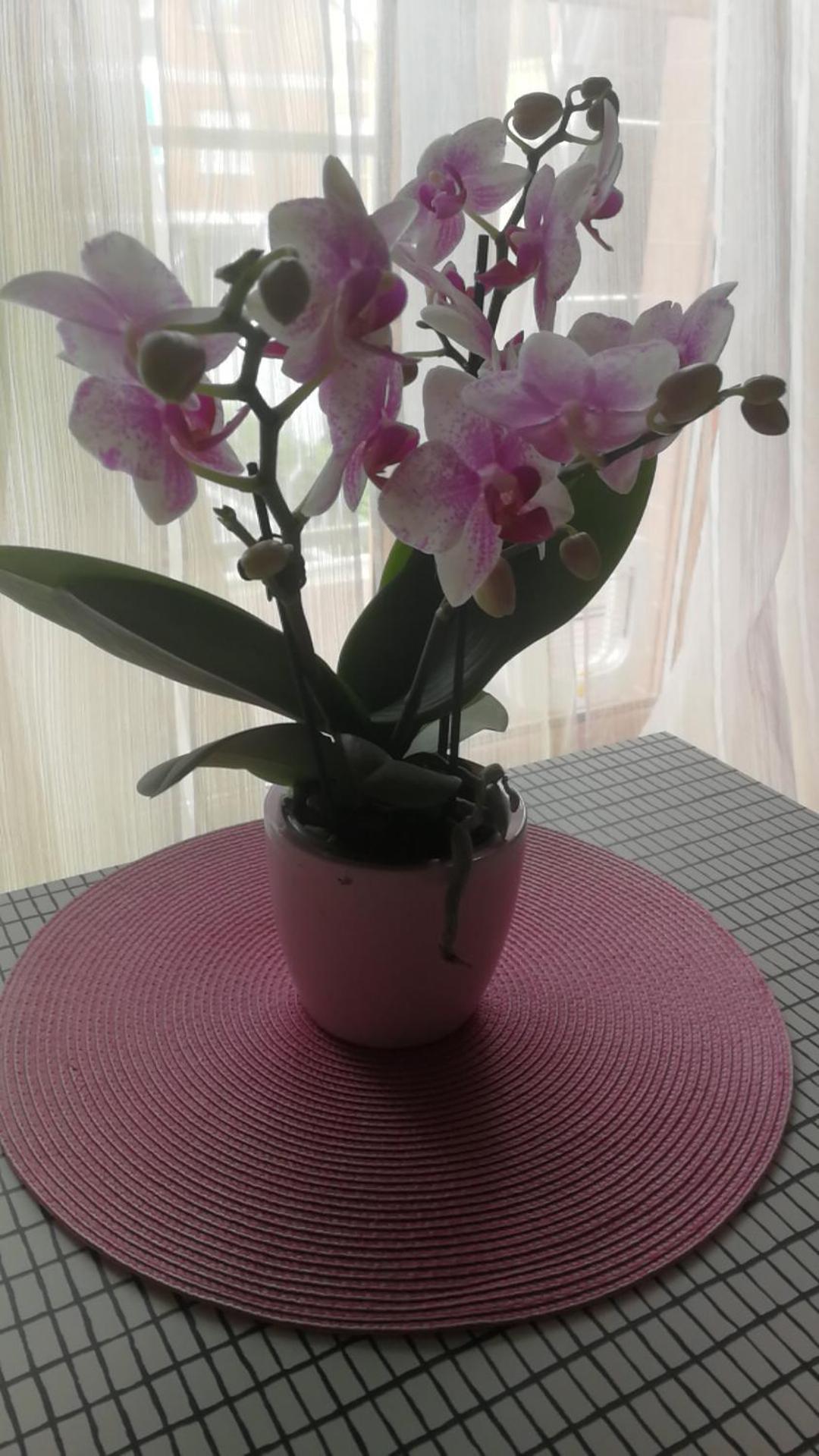Casa Delle Orchidee Hotel Alba  Luaran gambar