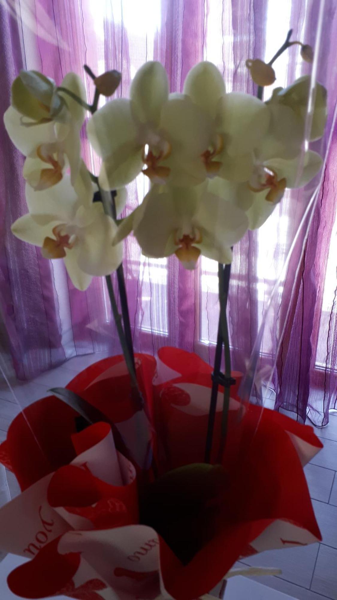 Casa Delle Orchidee Hotel Alba  Bilik gambar